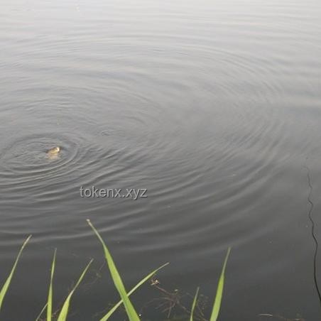 “鸭趣经济”崛起：喜欢看鸭子吃浮漂视频趋势分析与未来展望
